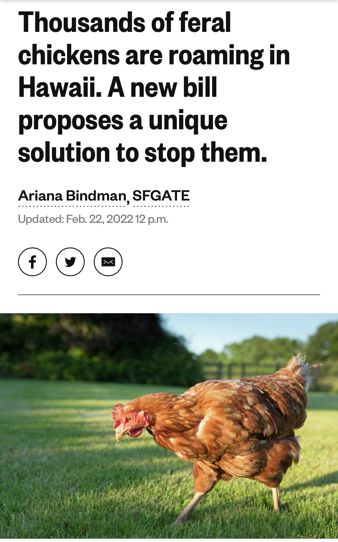 A chicken walking on grass

Description automatically generated with low confidence