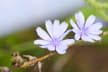 Chasing the Blue Flower 