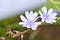 Chasing the Blue Flower 