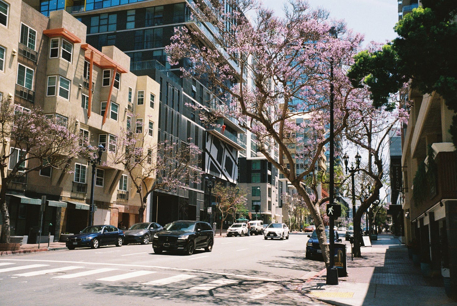 35mm film photo taken near Little Italy, San Diego. Pink blossom trees line the sidewalk with some cars driving towards the camera. The shadows are long, reaching over the crosswalks.
