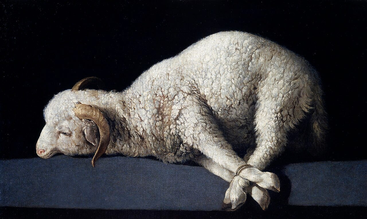 Bound lamb lying on a stone slab Bound lamb lying on a stone slab