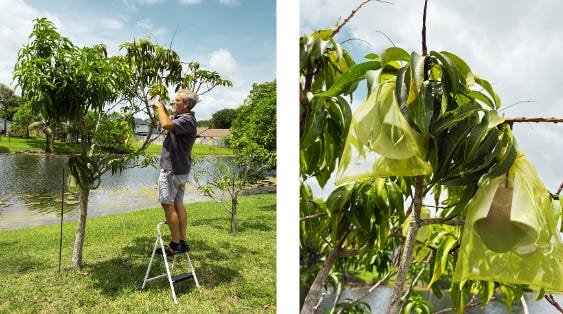 Mango Wars - Protecting My Mangos with Styrofoam and synthetic bags Mango Wars - Protecting My Mangos with Styrofoam and synthetic bags