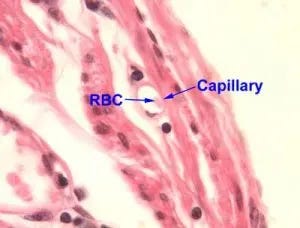 Capillary Blood Flow Capillary Blood Flow