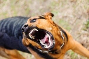 Snarling do. From Harvard PIO