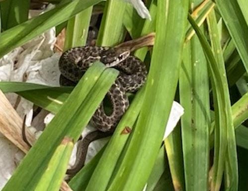 bay garter snake in a day lily bay garter snake in a day lily