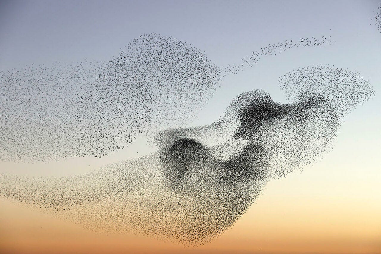 THE WONDER OF STARLING MURMURATIONS — Ala Champ
