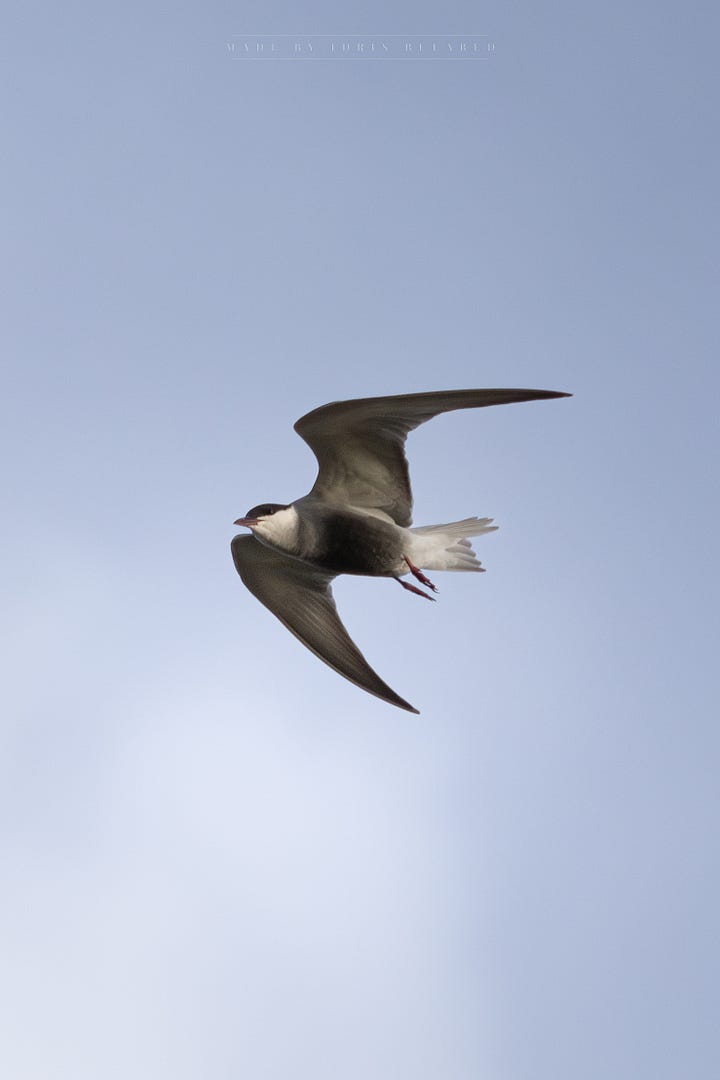 Whiskered tern