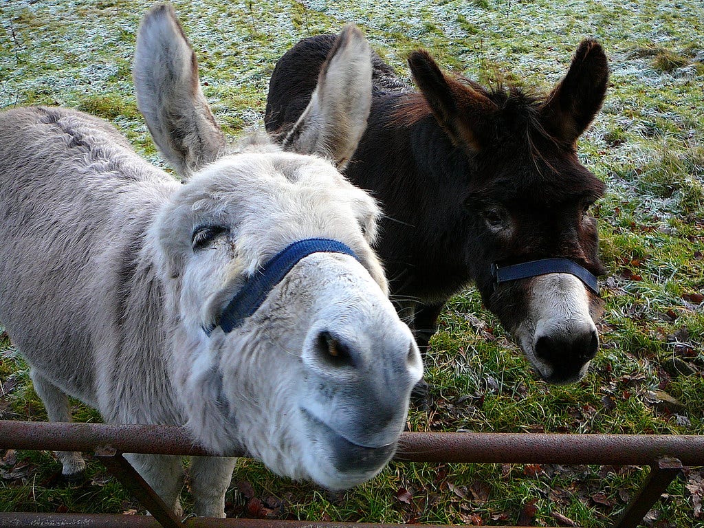 Two cute donkeys, one grey, one brown, stand behind a metal fence in a pasture. The grey donkey's face is turned up toward the camera as if it wants a pat on its adorable donkey nose. 
