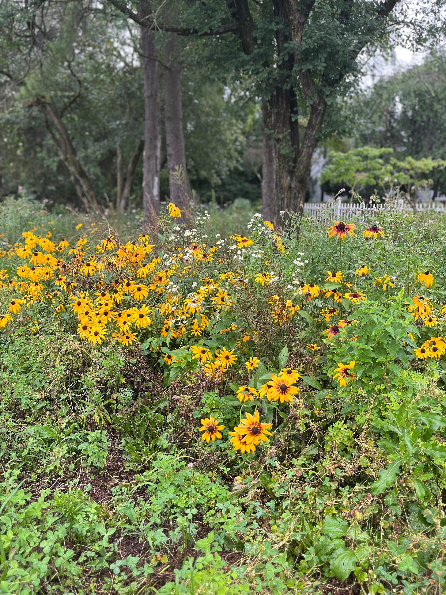 a small wildflower prairie in a yard