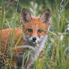 The Fox and the Soul