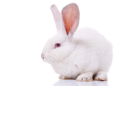 White rabbit