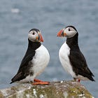Puffin Cam returns to Farne Islands