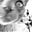 Noodle Cat's avatar