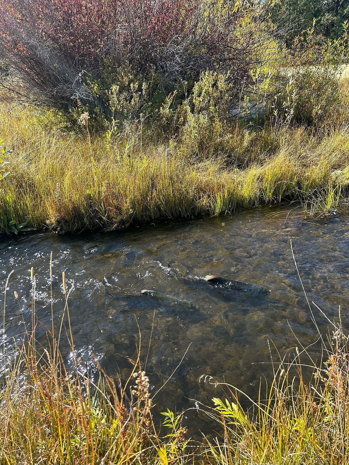 Salmon spotted in Klamath Basin photo 3
