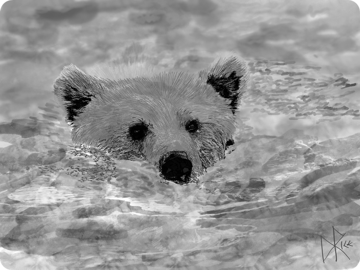 A bear with half of its head above water, the remainder of its body below the surface, swimming from one bank to the other. Sketch art by Don Rice.