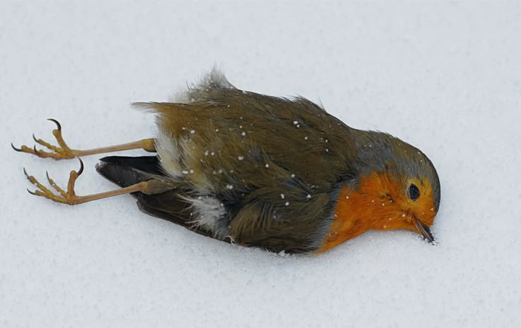 This may contain: a bird that is laying in the snow with its head on it's back