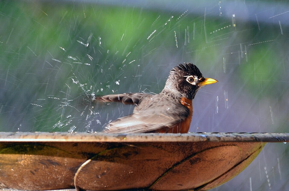 File:American Robin (42253318841).jpg