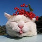 Moggie's avatar