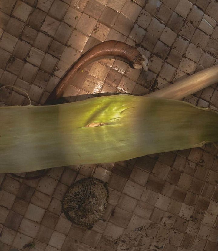 pounding a ʻulu bark with wooden mallet on a stone on a Hala mat under a tree. Tools like the shark tooth knife and Opihi shell are depicted