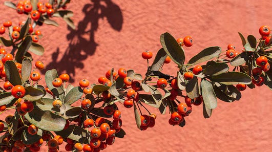 Contenu de l’article