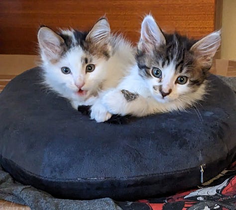 Cats!