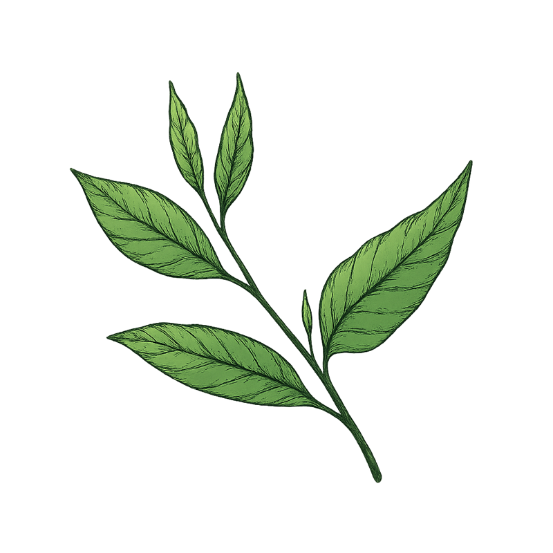 Tealeaf’s Substack