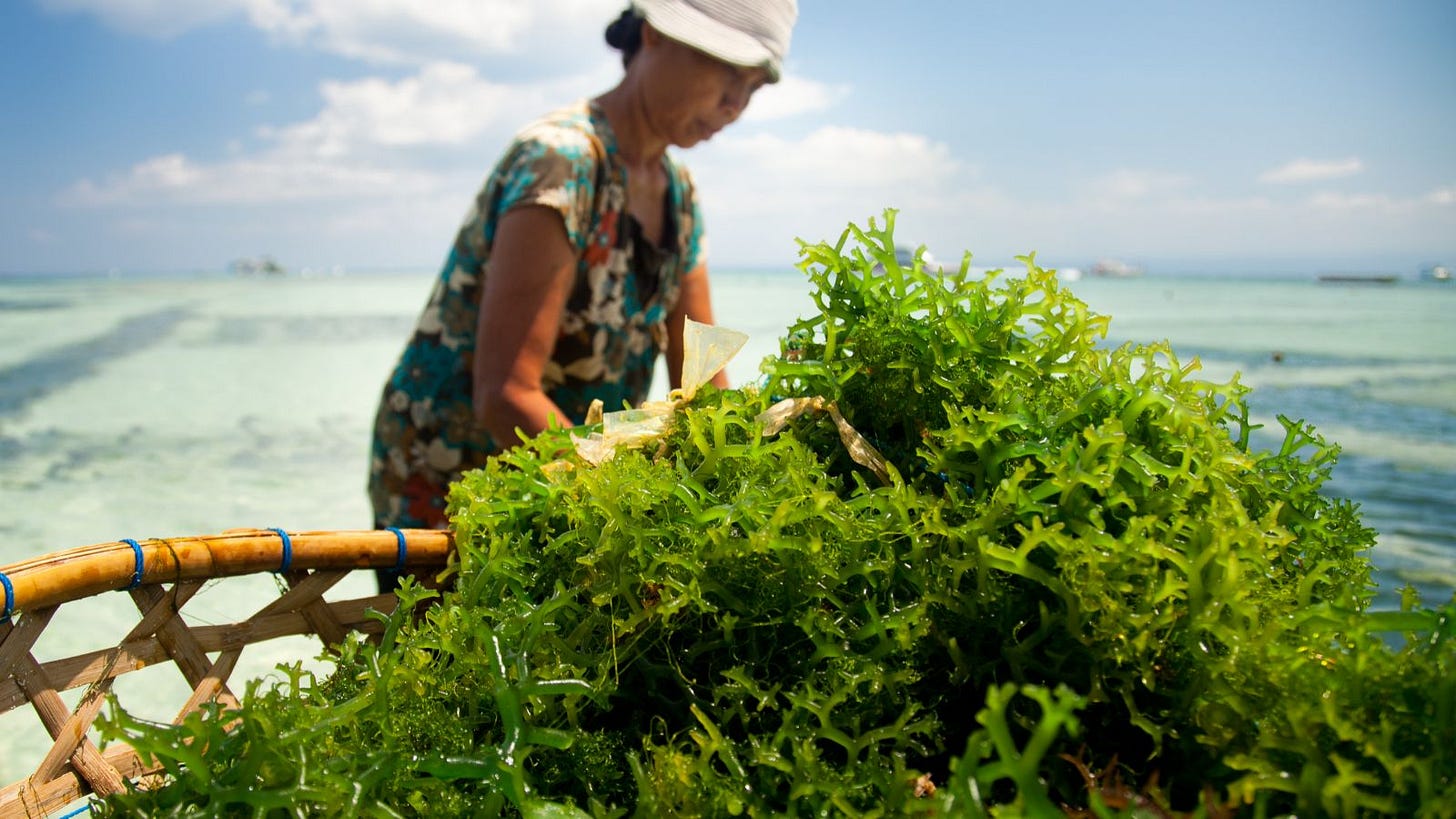 Seaweed to Slow Down Climate Change: Ready? Or Not? - EDFish