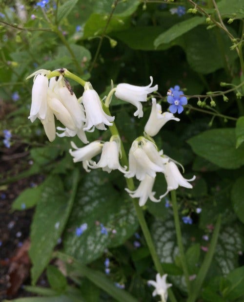 noddling bells of spring noddling bells of spring