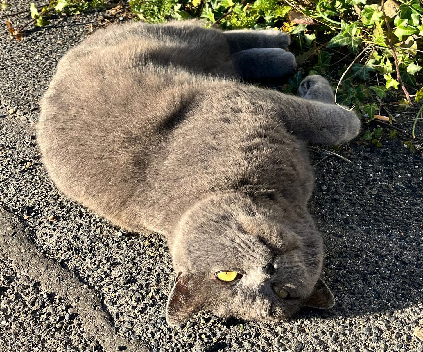 Jack lies on his side on a paved walkway lined with ivy in the warm sunlight. His eyes are open and gazing upward, and his fur is brightly lit. Jack lies on his side on a paved walkway lined with ivy in the warm sunlight. His eyes are open and gazing upward, and his fur is brightly lit.