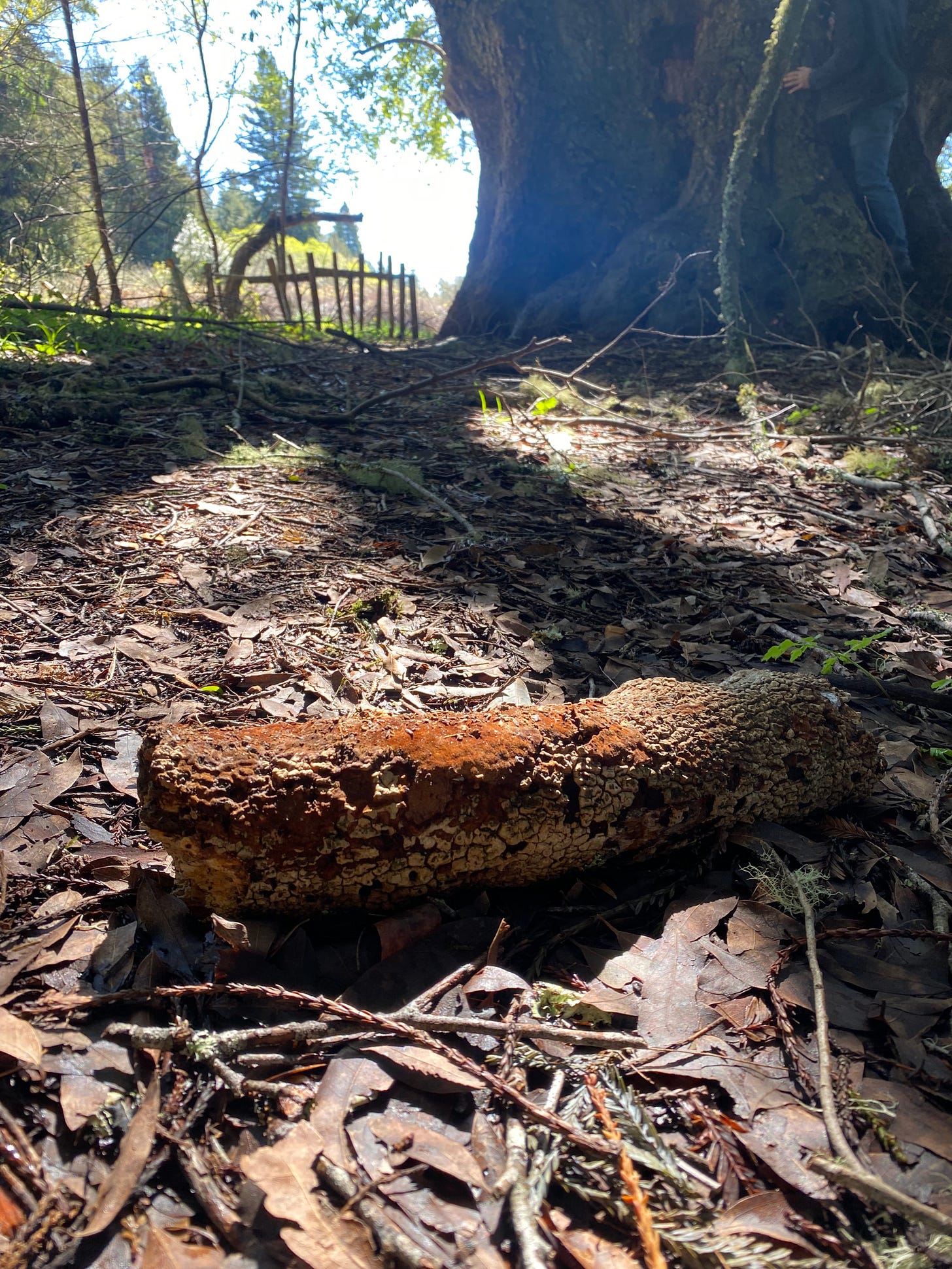 A loglike stick in the foreground, a tall stick javelined into the ground in the midground, and a huge bay laurel in the background with a guy climbing on it