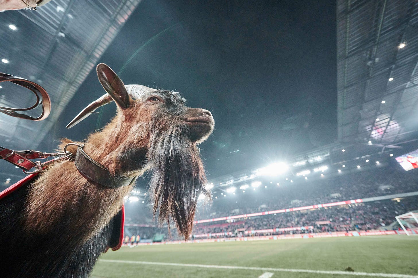 Hennes: The Mascot of 1. FC Köln | 1. FC Köln