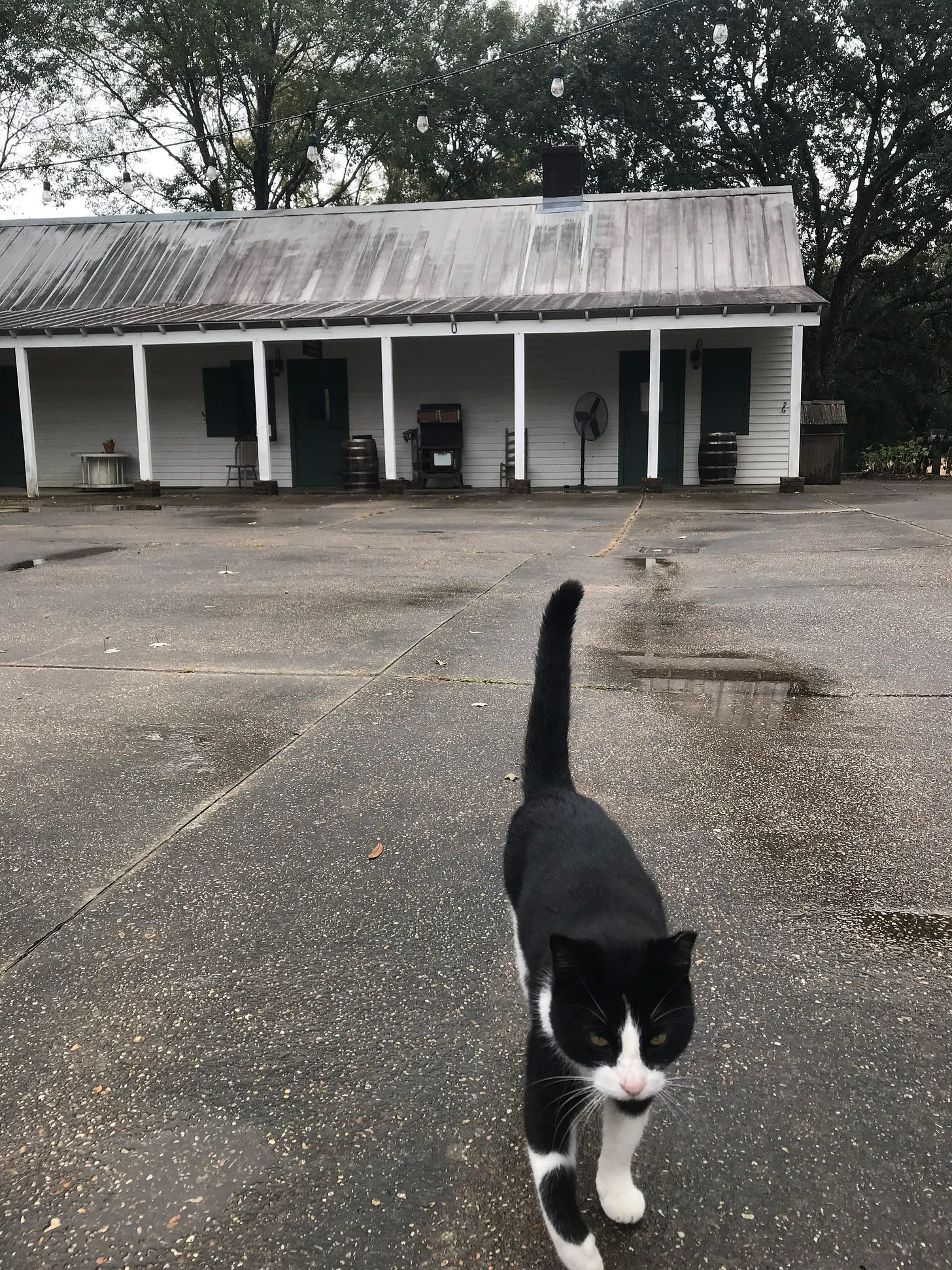  Little cat onsite that followed us around for awhile at Vermilionville in Lafayette, LA 