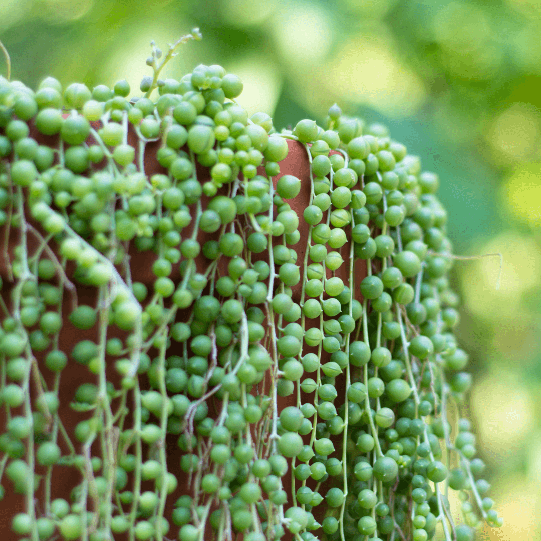 Caring For Your String Of Pearls Plant: The Ultimate Guide | The Botanical  Bar