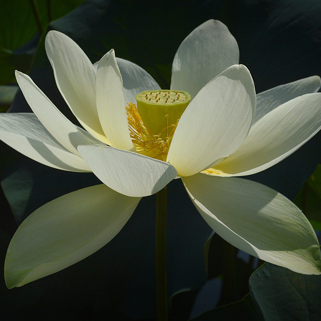 Perdy Flowers (a photo blog by Tom Nixon)