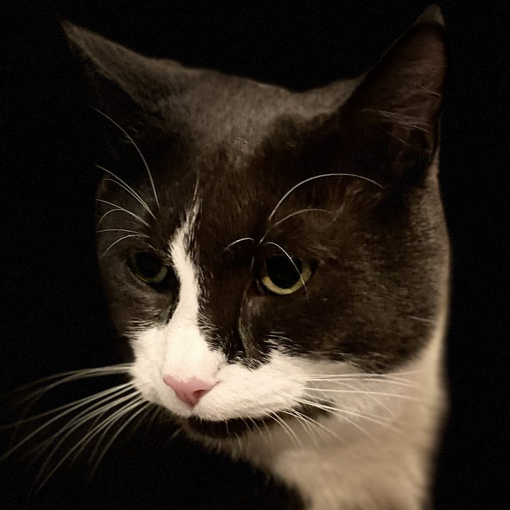 A gallery of four close up shots of Monty’s face from the other pictures in the post.