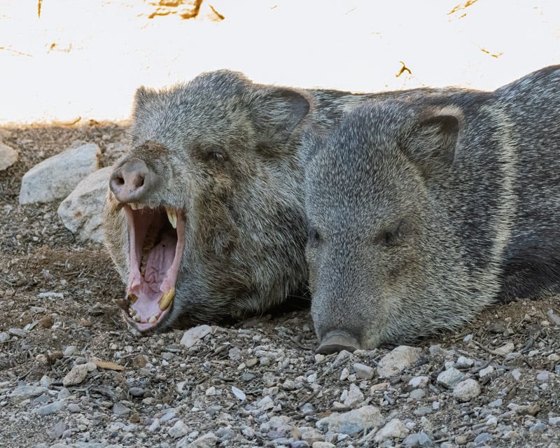 20251207-MBYJavelina-28-Edit.jpg 20251207-MBYJavelina-28-Edit.jpg