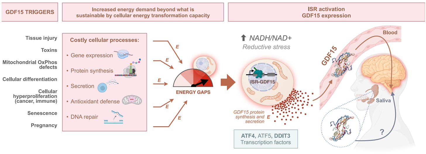 A figure showing how GDF15 can be triggered by things like tissue injury or toxins, resulting in increased energy demand beyond what is sustainable by cellular energy transformation capacity, and ultimately the integrated stress response is activated and GDF15 is expressed and released. 