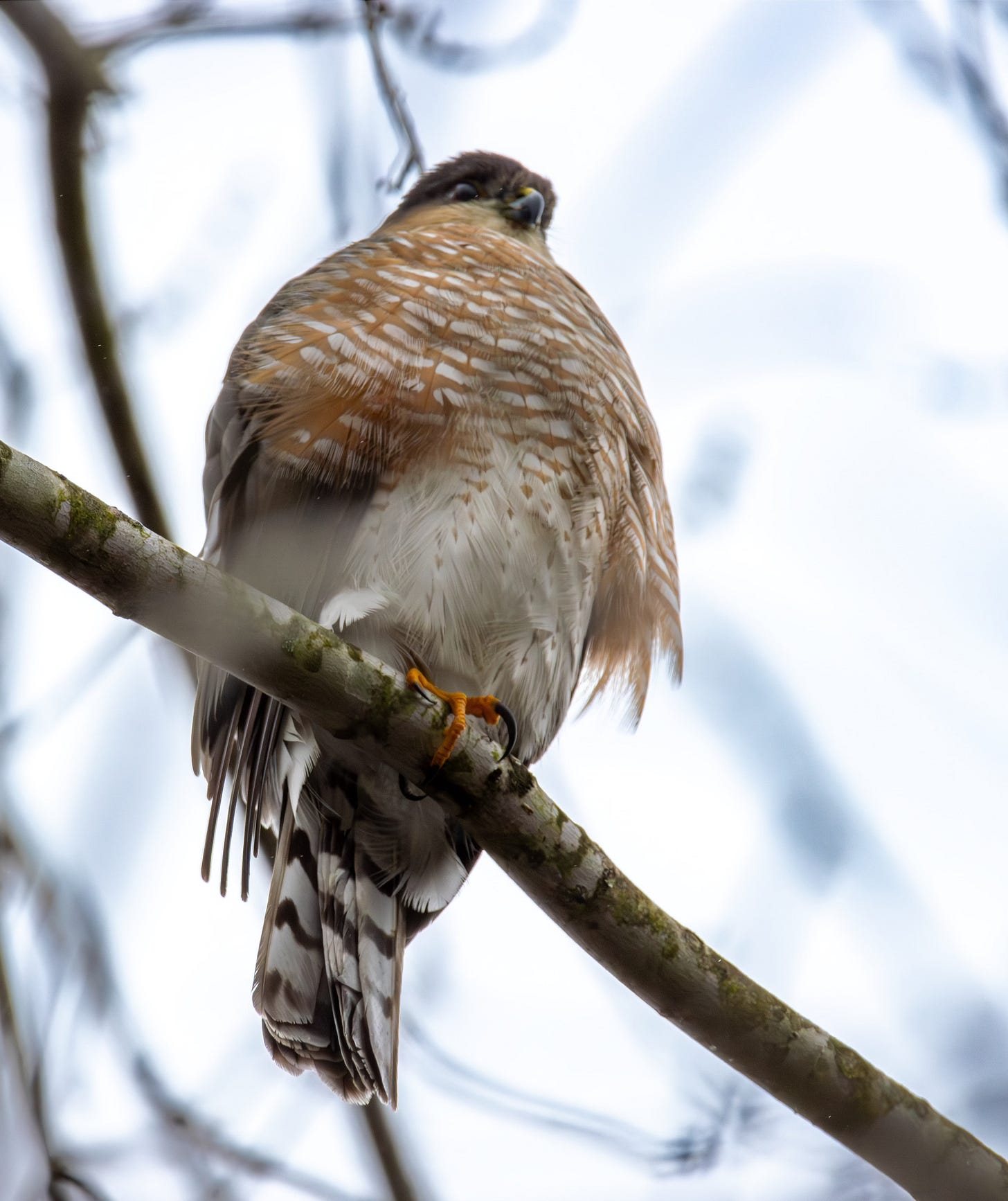 a chunky bird of prey with banded tail, rusty red bars on the breast and gray head perches on a branch in our back yard