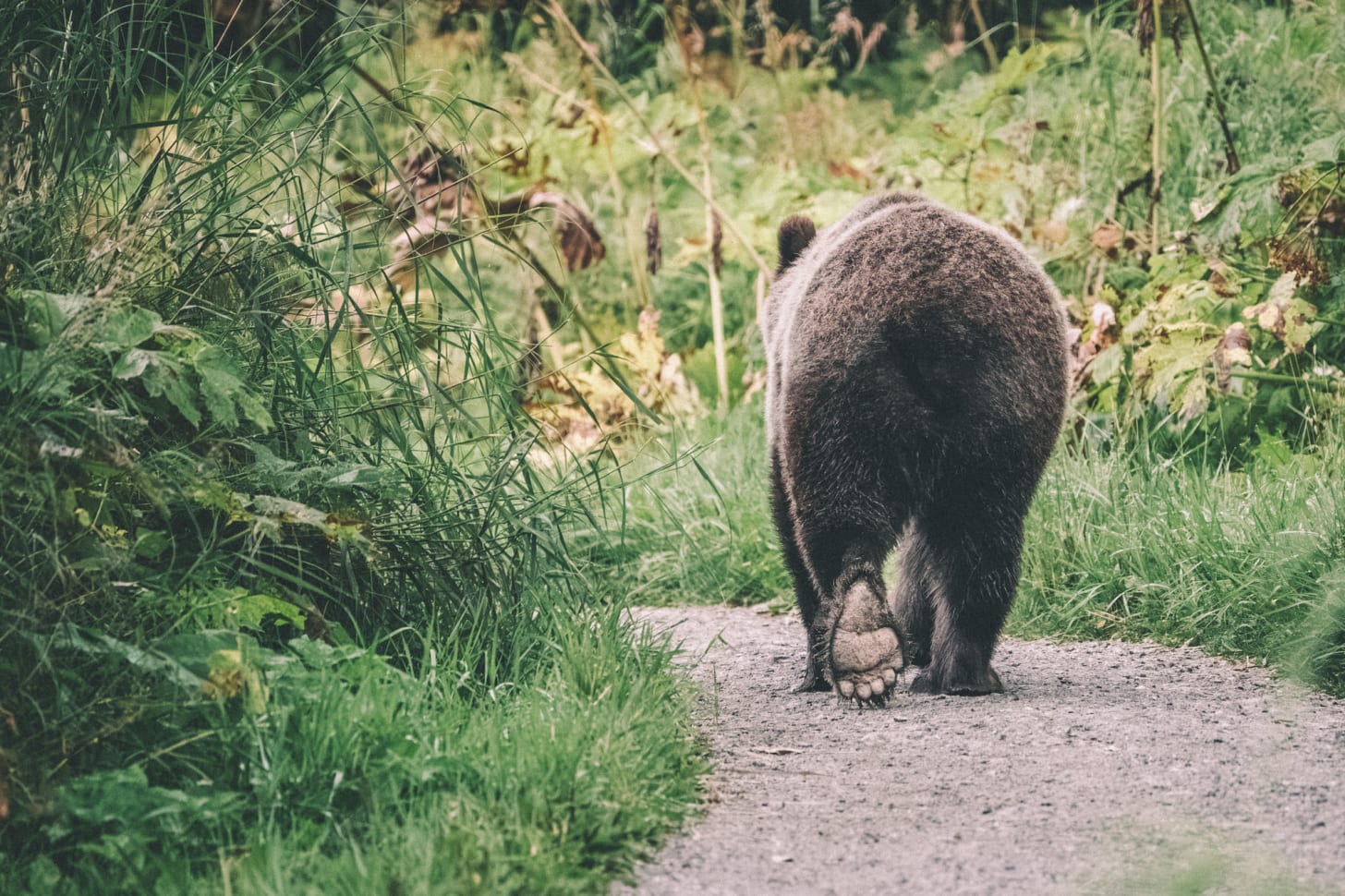 A brown bear on the Rodak Trail in Chugach State Park, Alaska.