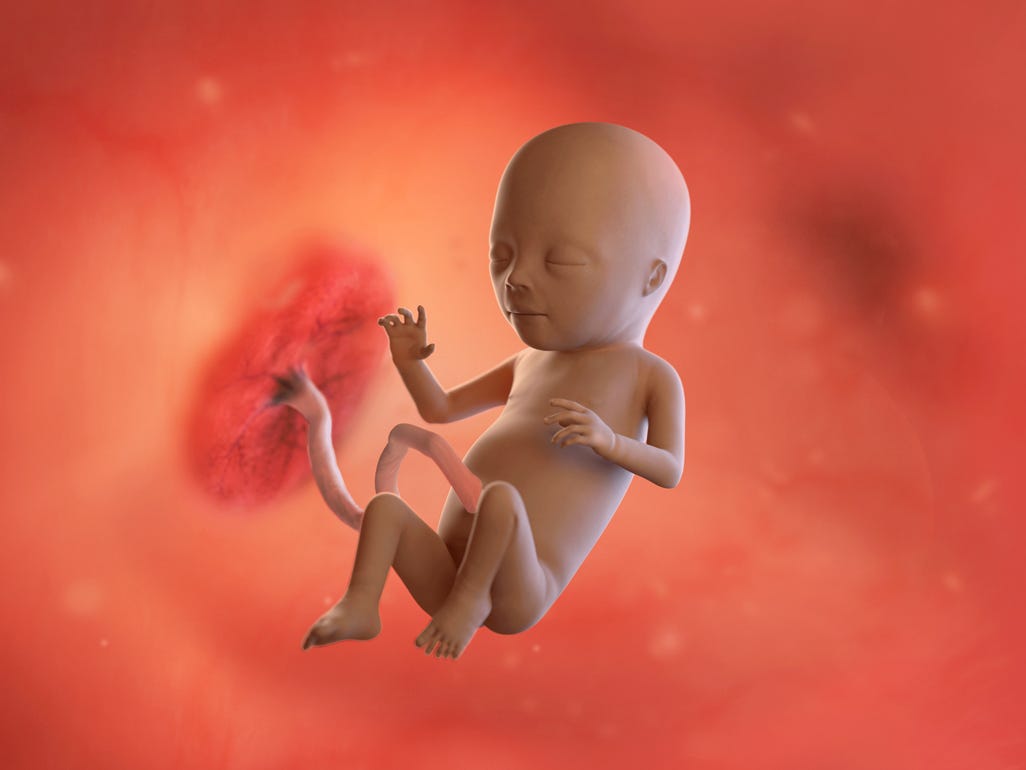 Fetal development by week: Your baby in the womb | BabyCenter Fetal development by week: Your baby in the womb | BabyCenter