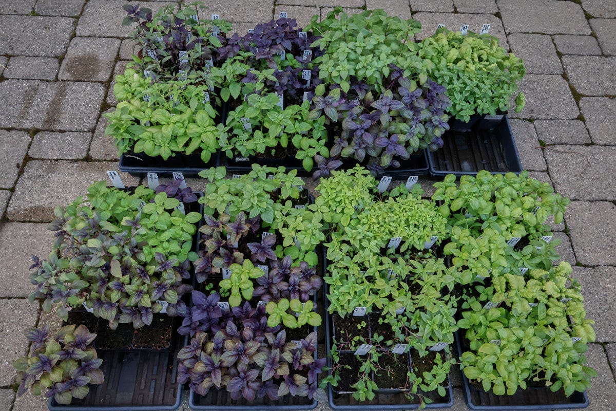 a variety of basil plants in starter pots in nursery flats