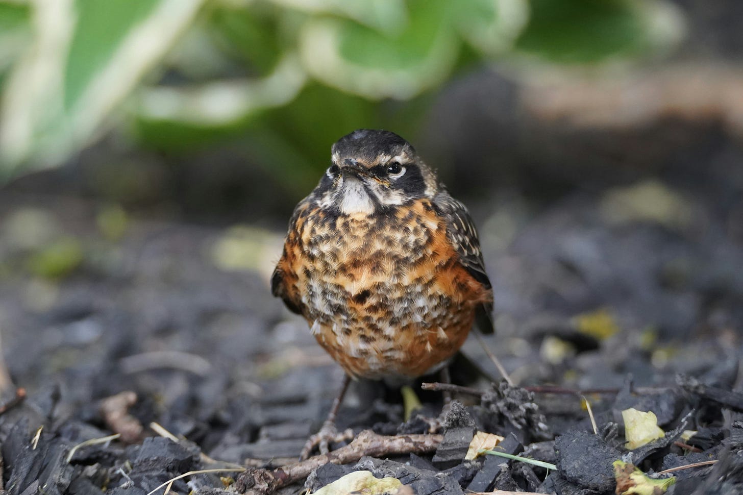 A fledgling American robin with black speckles on its orange chest, looking adorably grumpy A fledgling American robin with black speckles on its orange chest, looking adorably grumpy