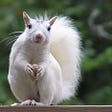 White Squirrel's Nest's avatar