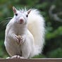 White Squirrel's Nest's avatar