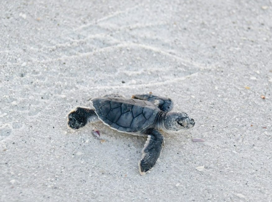 Green Sea Turtle Hatchlings Mark the Close of 2025 Nesting Season on Anna Maria Island