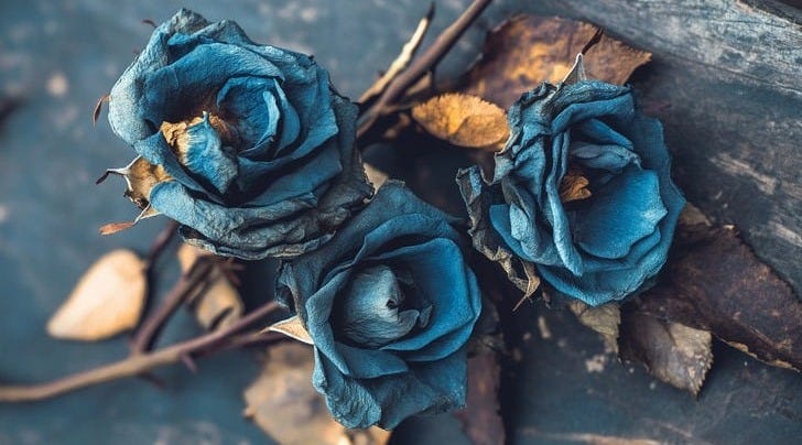 Free Faded blue roses Image - Roses, Blue, Faded | Download at StockCake