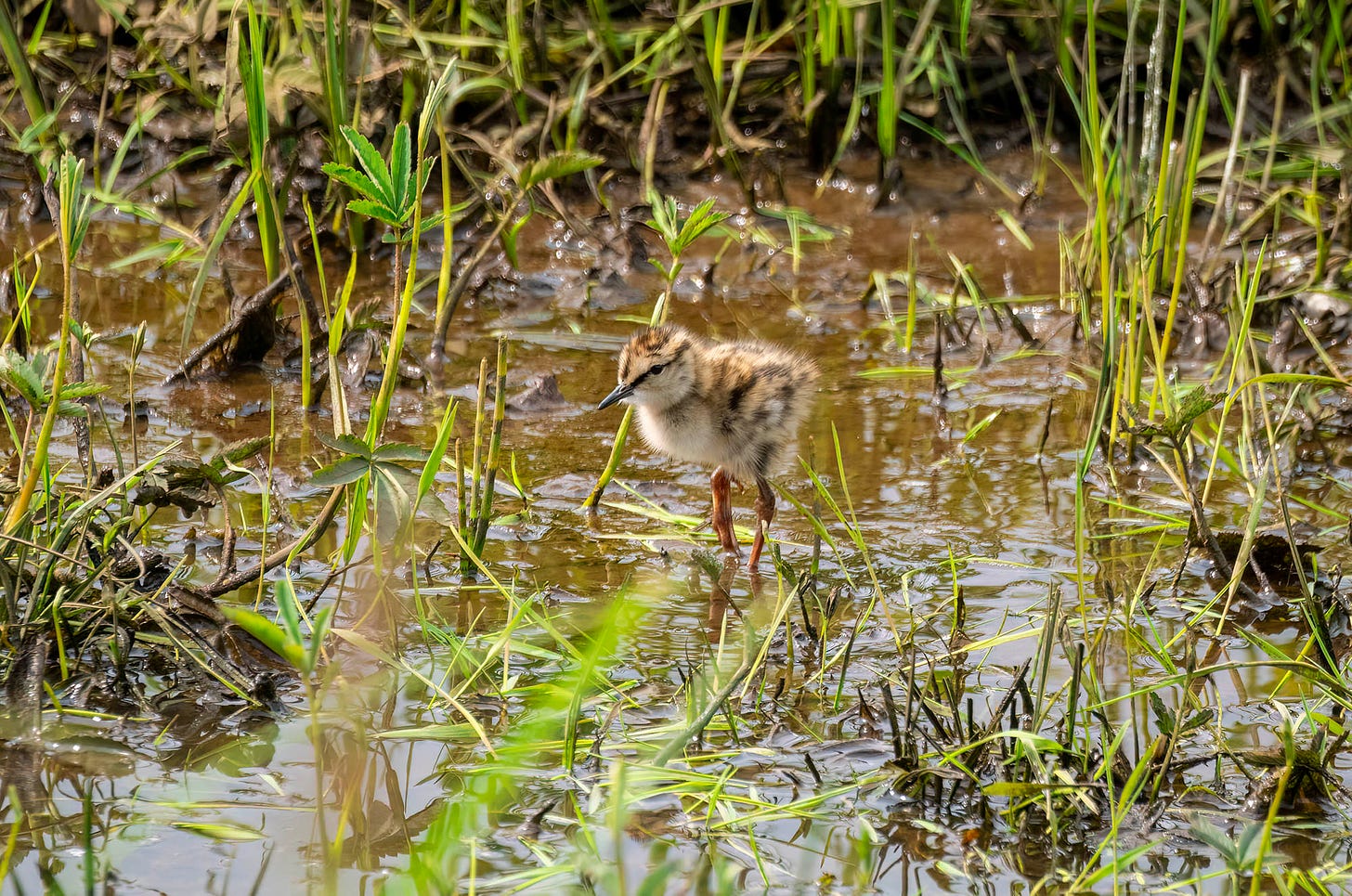 Photo of a redshank chick walking through a wetland environment