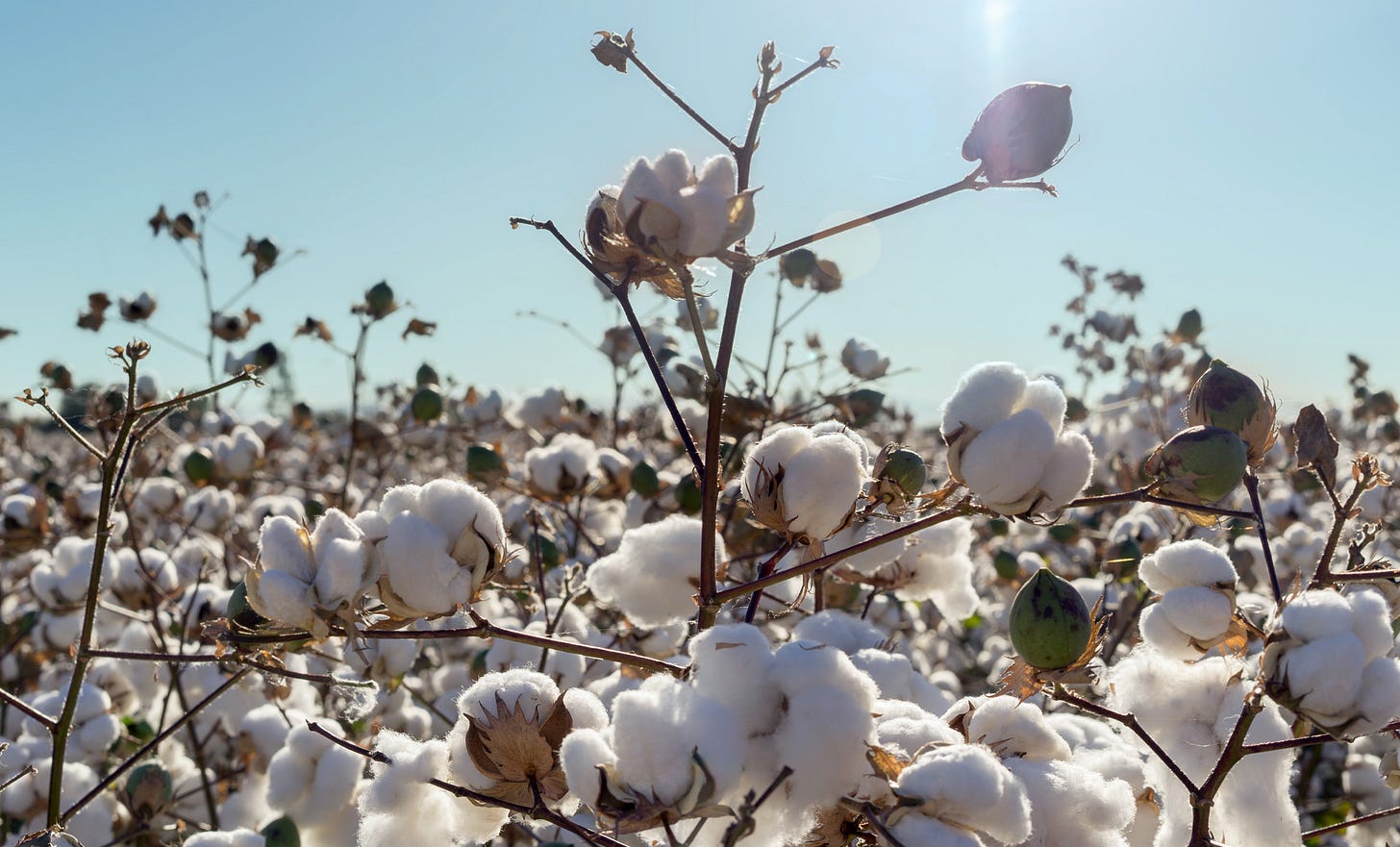 LS&Co. Joins Organic Cotton Accelerator - Levi Strauss & Co : Levi Strauss  & Co
