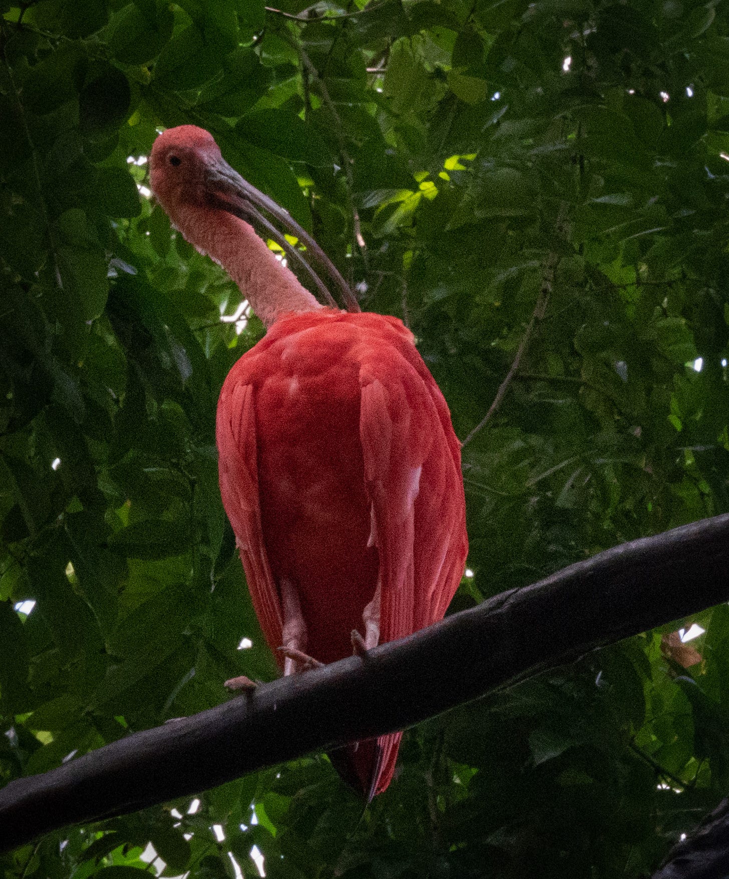 A vibrant red ibis perches on a branch, facing backward, surrounded by lush green foliage. A vibrant red ibis perches on a branch, facing backward, surrounded by lush green foliage.