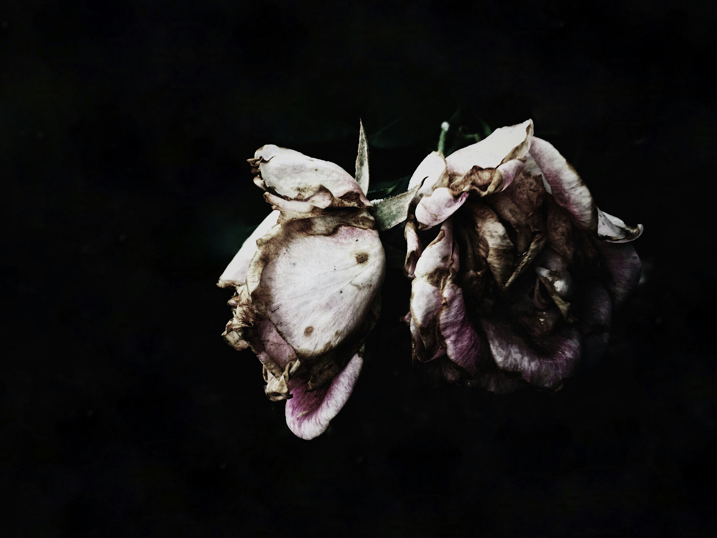 white rose decaying on black background. 